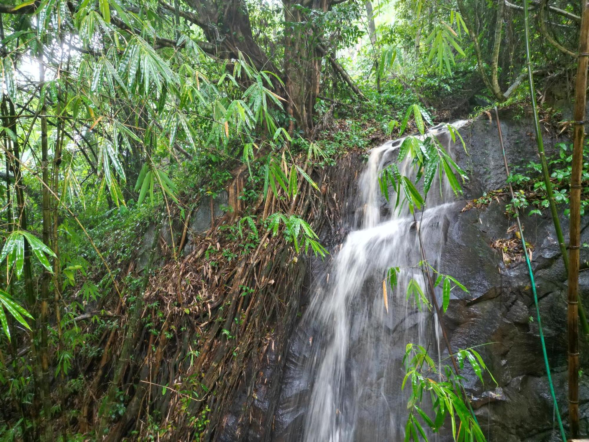 Wayanad Silverwoods Forest Resort & Spa Padinjarathara Eksteriør bilde